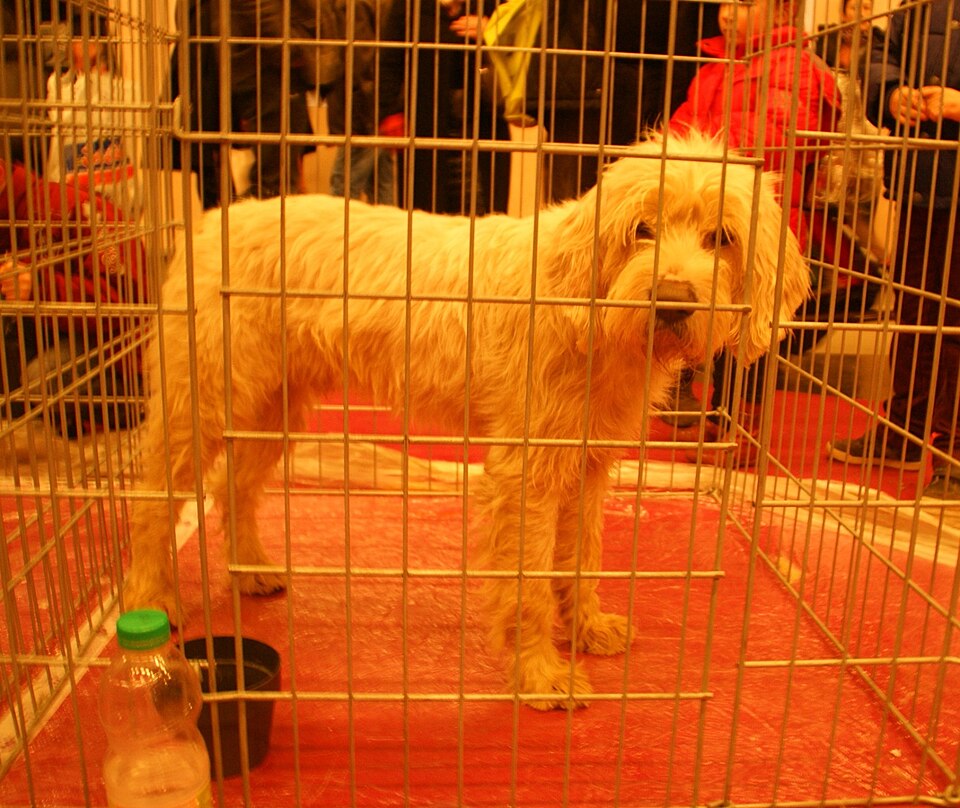 Briquet griffon vendéen — photo de la race de chien originaire de France (3)