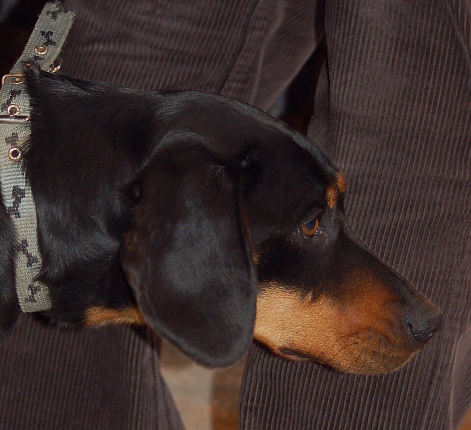 Chien courant slovaque — photo de la race de chien originaire de Slovaquie (6)