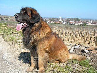 Chien d’eau espagnol