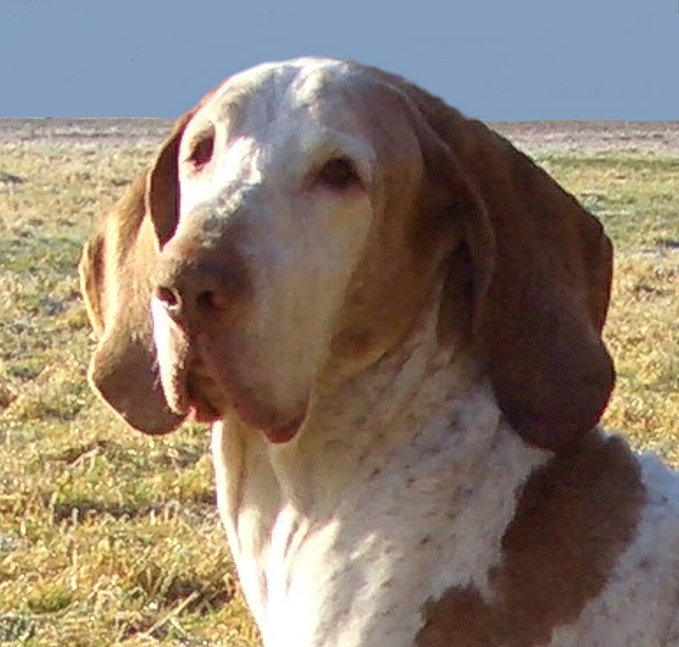 Braque italien — photo de la race de chien originaire de Italie (2)