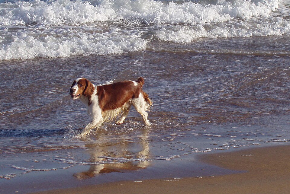 Welsh Springer Spaniel — photo de la race de chien originaire de pays de Galles (6)