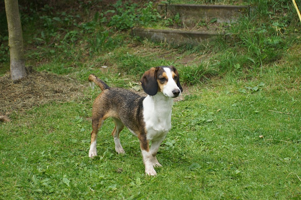 Basset de Westphalie — photo de la race de chien originaire de Allemagne (6)