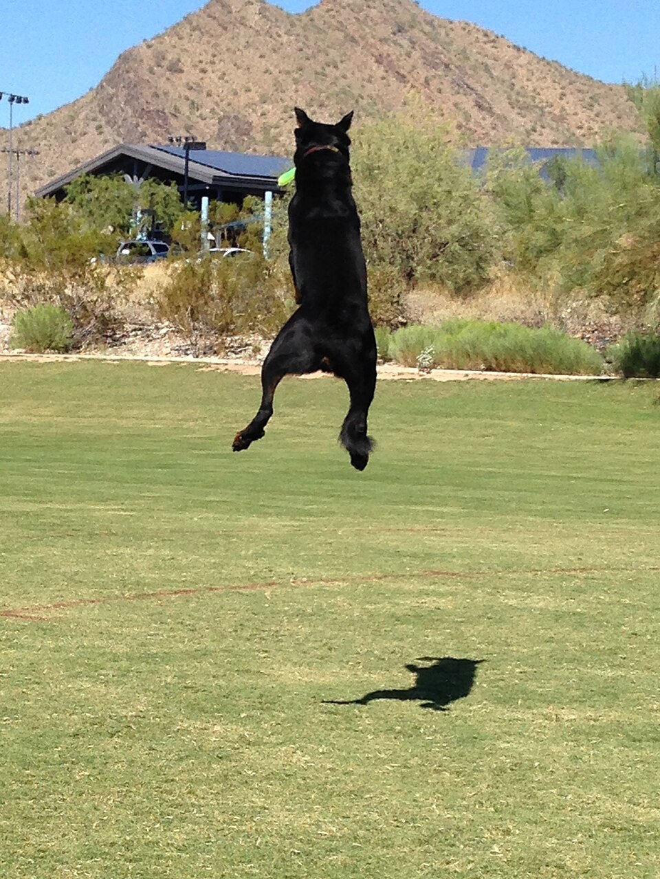 Beauceron — photo de la race de chien originaire de France (1)