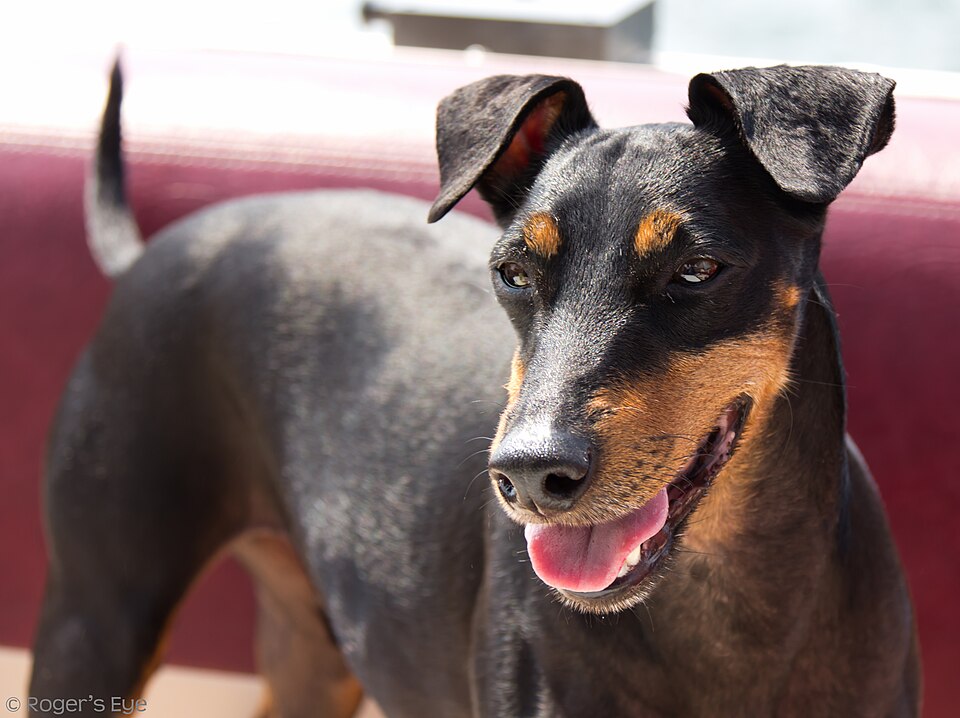 Manchester terrier — photo de la race de chien originaire de Angleterre (3)