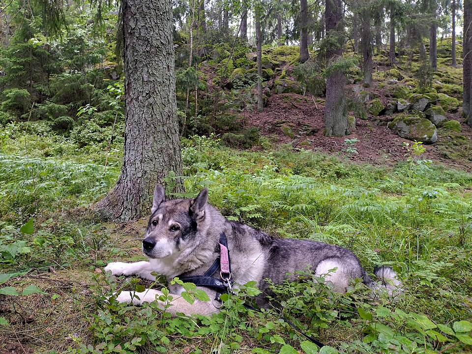Chien d’élan suédois — photo de la race de chien originaire de Suède (5)