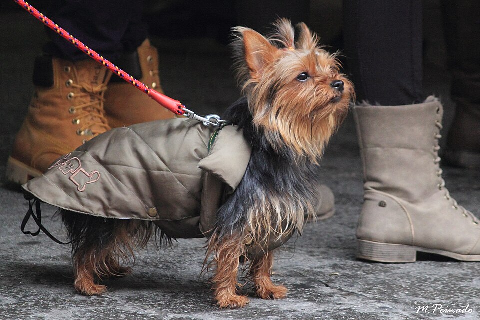 Yorkshire terrier — photo de la race de chien originaire de Angleterre (5)
