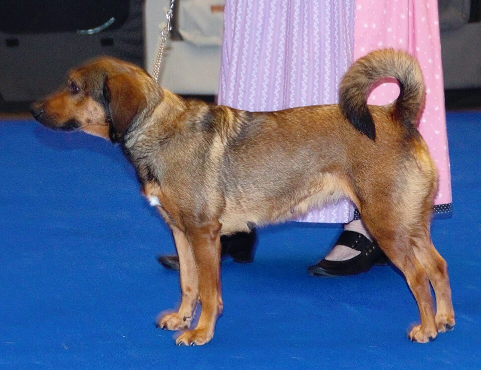 Pinscher autrichien à poil court — photo de la race de chien originaire de Autriche (4)