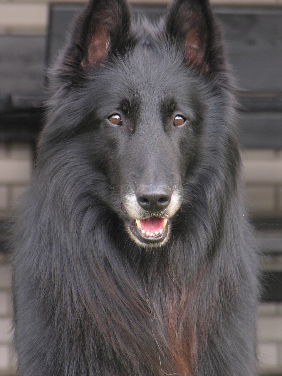Berger Belge Groenendael — photo de la race de chien originaire de Belgique (2)
