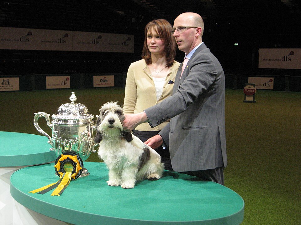 Petit Basset Griffon Vendéen — photo de la race de chien originaire de France (2)