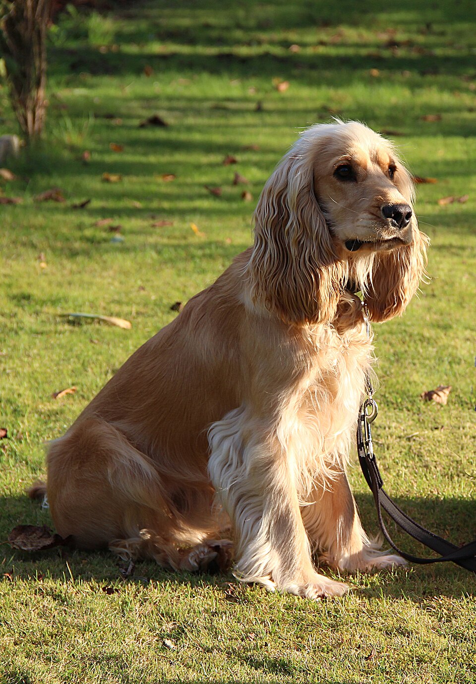 Cocker anglais — photo de la race de chien originaire de Angleterre (3)