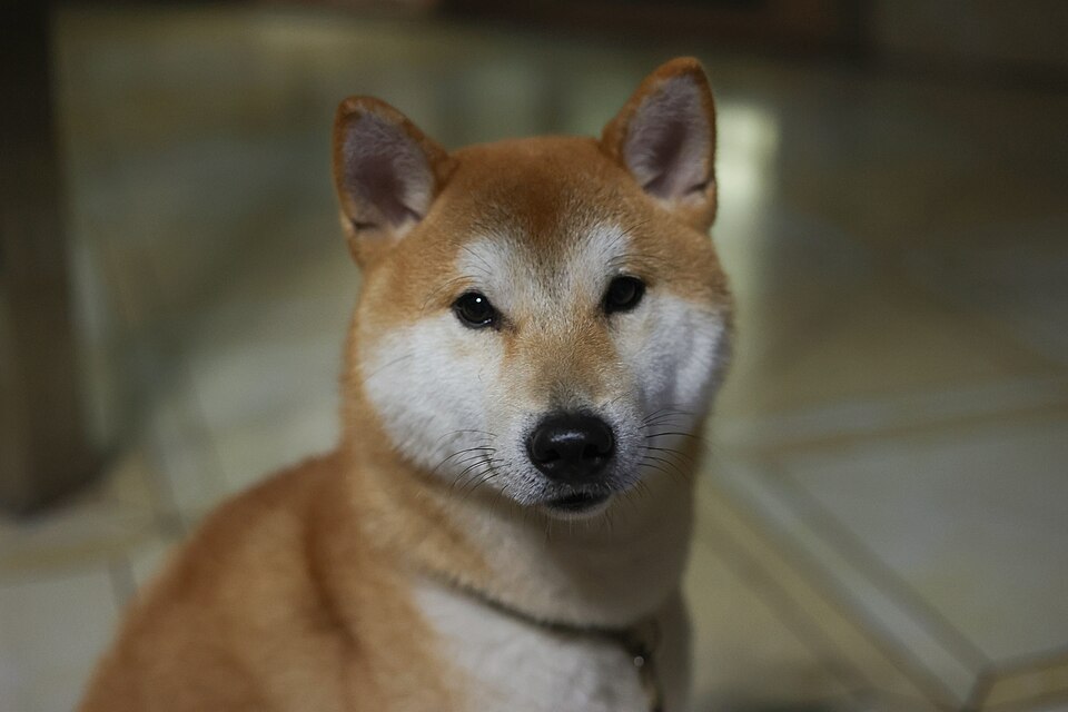 Shiba Inu — photo de la race de chien originaire de Japon (2)