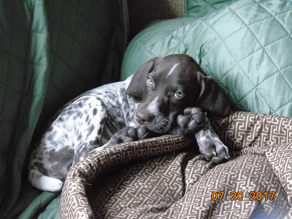 Braque allemand à poil court — photo de la race de chien originaire de Allemagne (6)