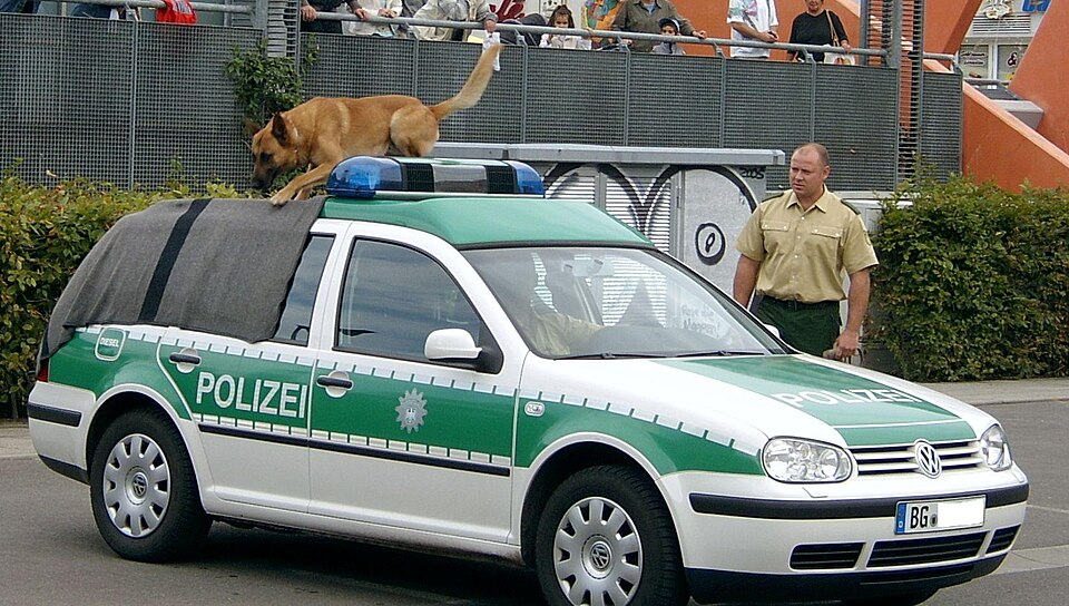 Berger belge Malinois — photo de la race de chien originaire de Belgique (4)