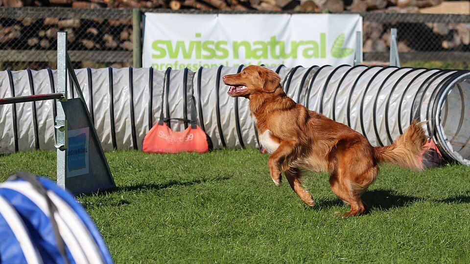 Retriever de la Nouvelle-Écosse — photo de la race de chien originaire de Canada (6)