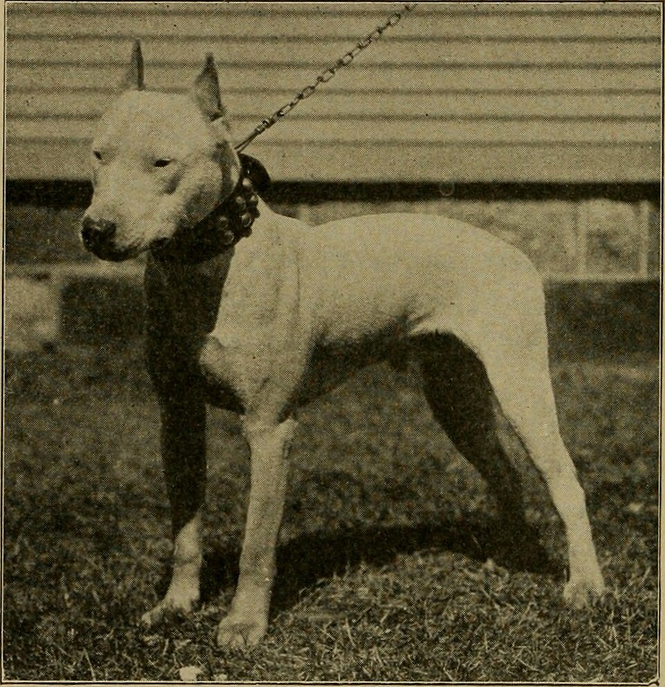 Bull terrier — photo de la race de chien originaire de Angleterre (5)