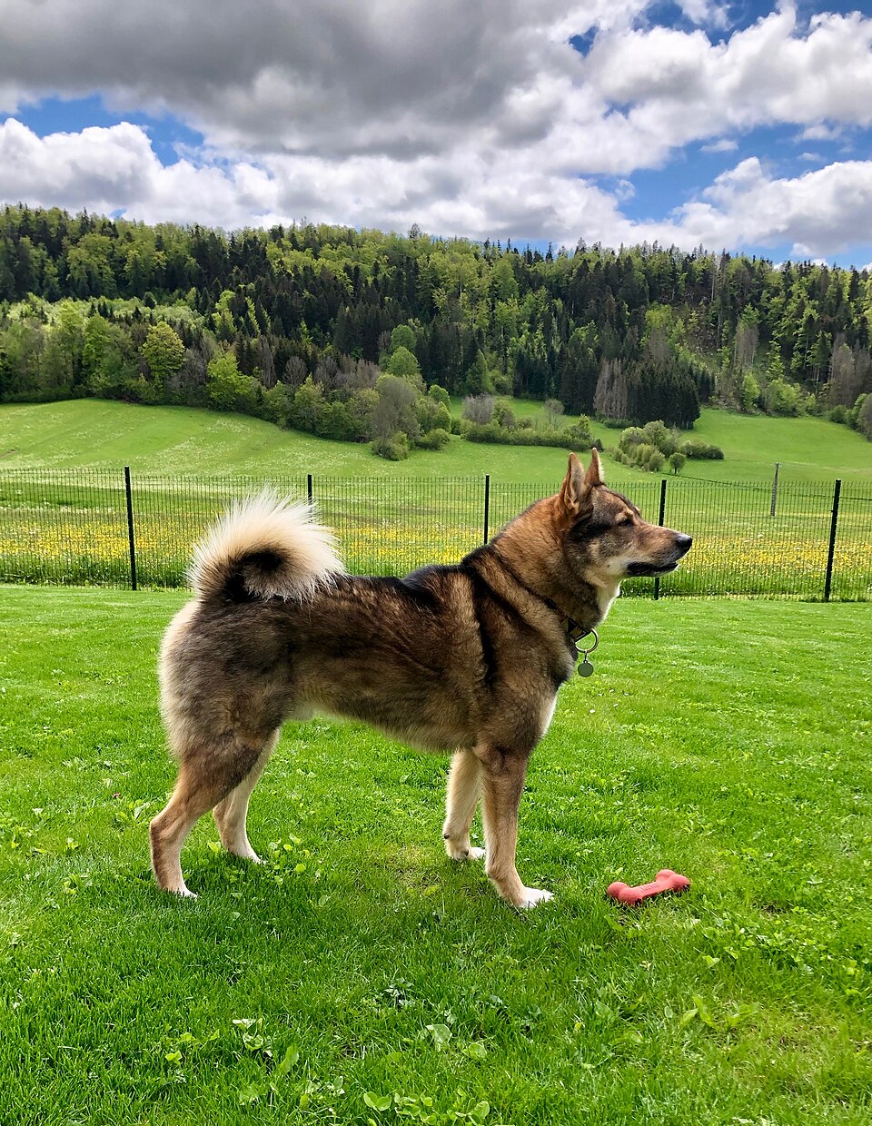 Laïka de Sibérie occidentale — photo de la race de chien originaire de Russie (2)