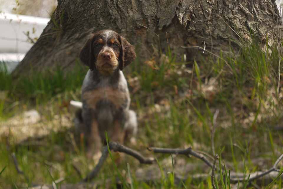 Epagneul picard — photo de la race de chien originaire de France (4)