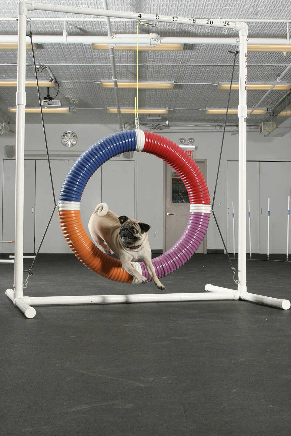 Carlin ou Pug — photo de la race de chien originaire de Chine (1)