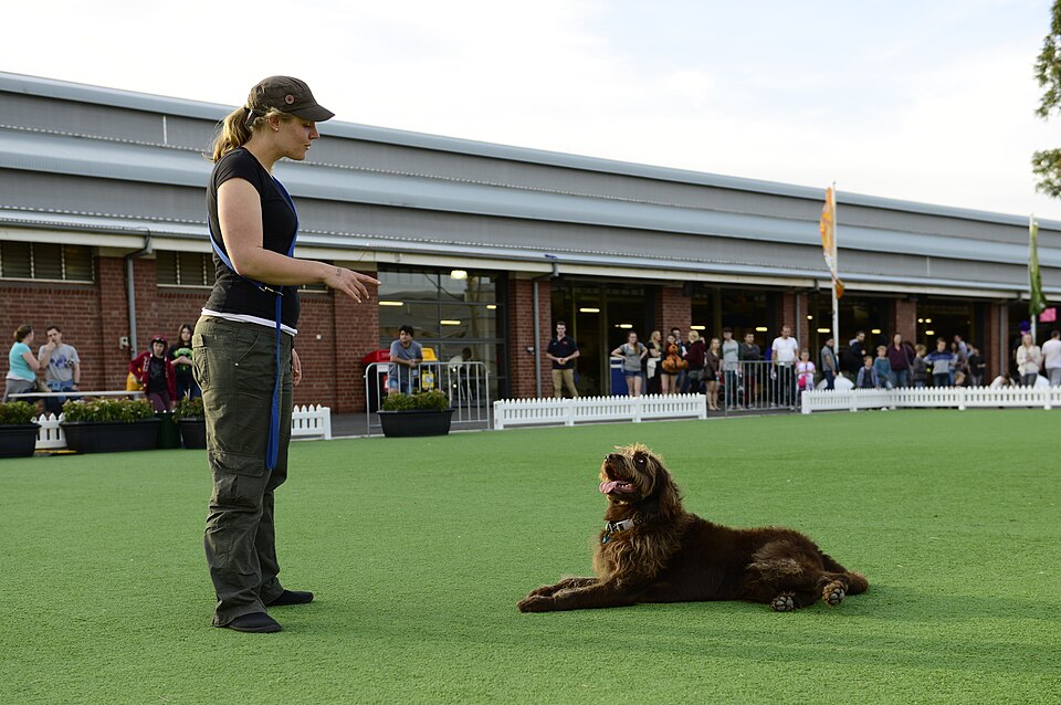 Labradoodle — photo de la race de chien originaire de Australie (2)