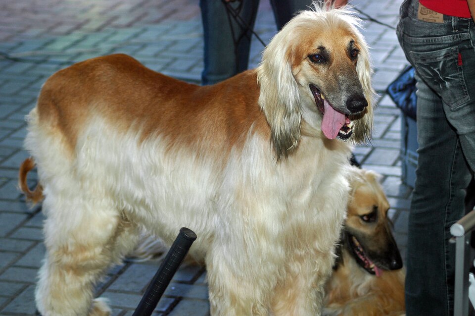 Lévrier afghan — photo de la race de chien originaire de Afghanistan (2)
