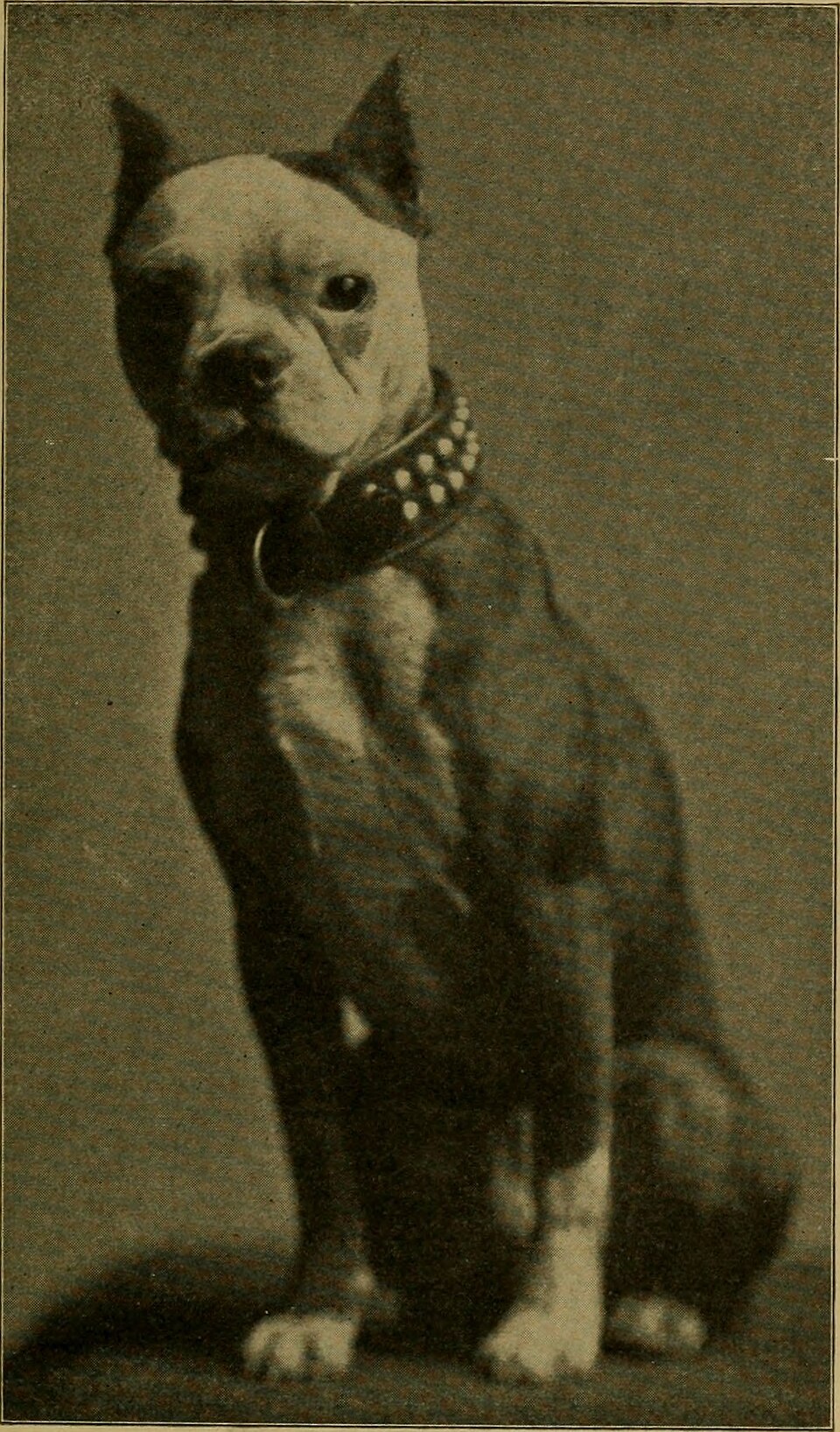 Boston Terrier — photo de la race de chien originaire de États-Unis (5)