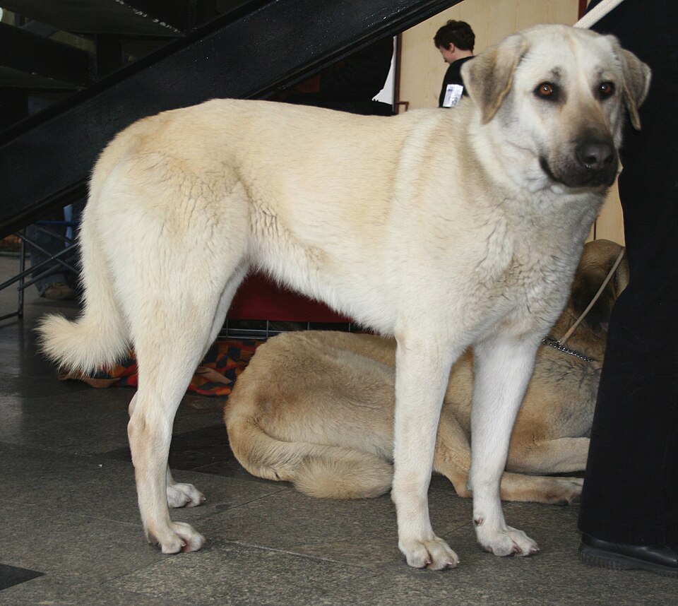 Berger d’Anatolie — photo de la race de chien originaire de Turquie (3)