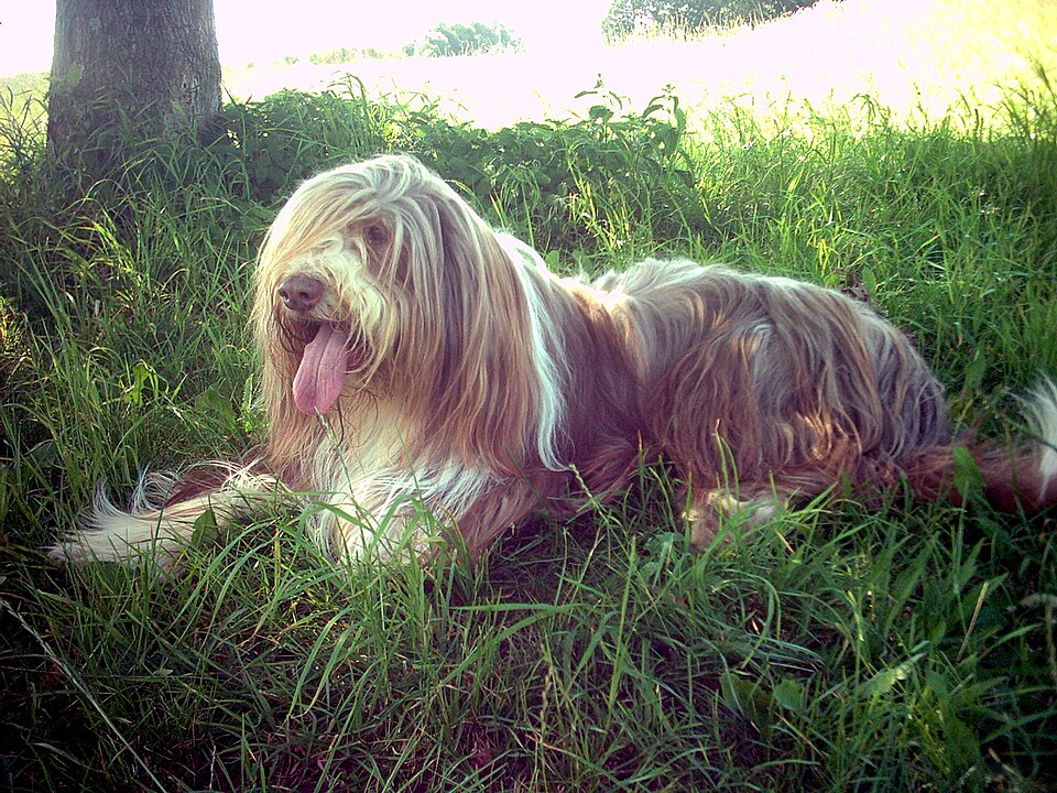 Bearded collie — photo de la race de chien originaire de Écosse (5)