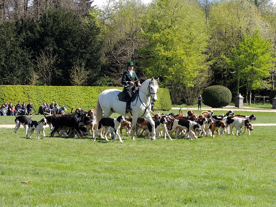 Français blanc et noir — photo de la race de chien originaire de France (3)
