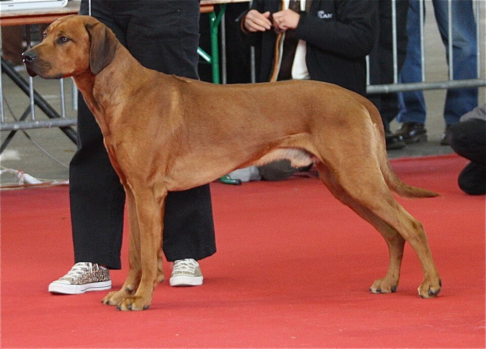 Rhodesian Ridgeback — photo de la race de chien originaire de Rhodésie (6)