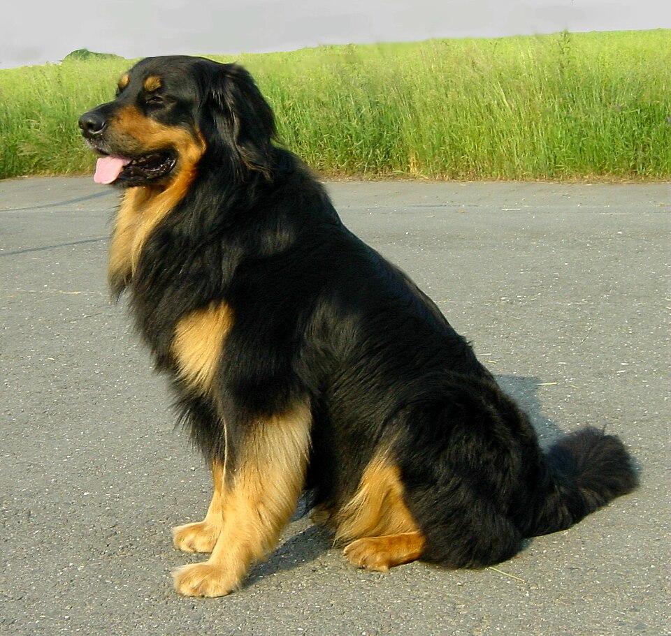 Hovawart — photo de la race de chien originaire de Allemagne (2)