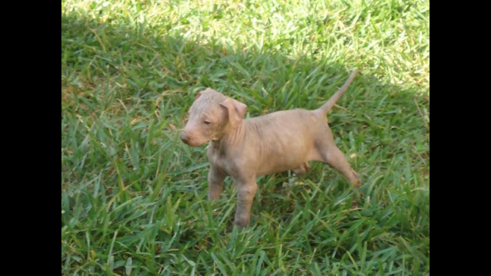 Chien nu mexicain — photo de la race de chien originaire de Mexique (5)