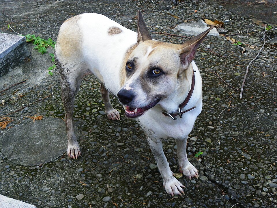 Chien de Taïwan — photo de la race de chien originaire de île de Taïwan (6)