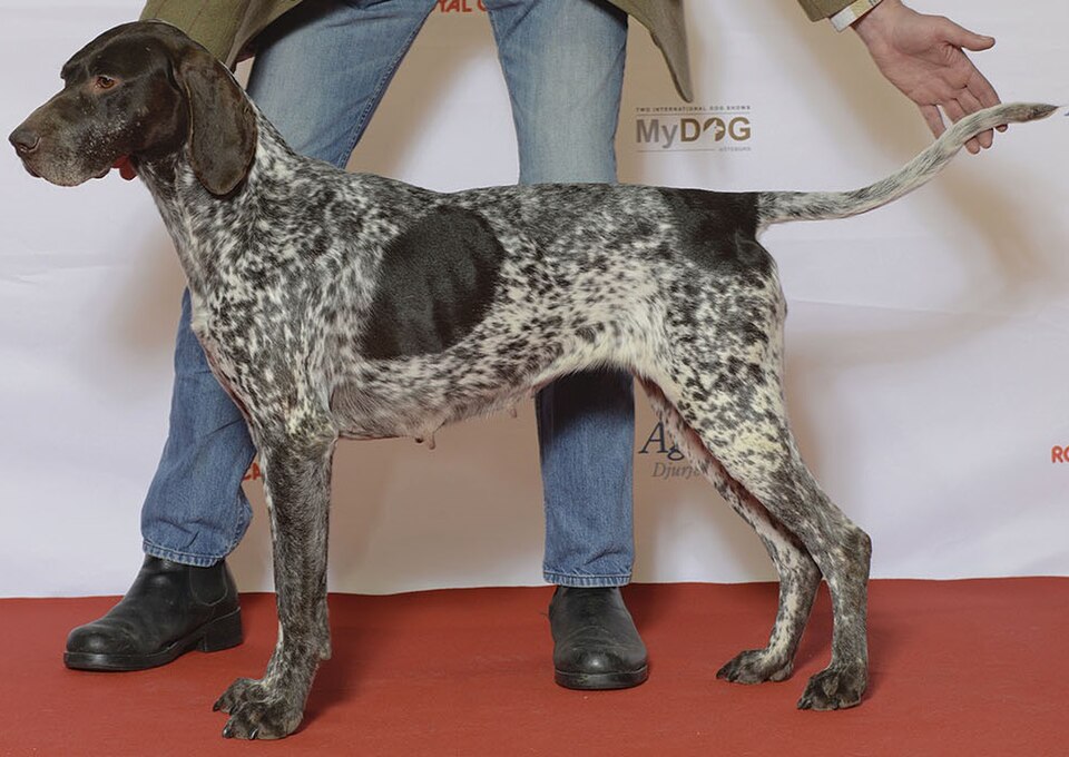 Braque allemand à poil court — photo de la race de chien originaire de Allemagne (1)