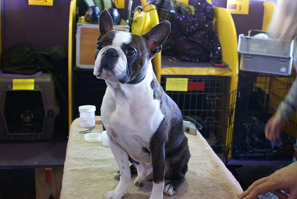 Bouledogue français — photo de la race de chien originaire de France (5)