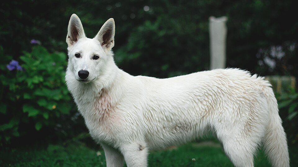 Berger blanc suisse — photo de la race de chien originaire de Suisse (2)