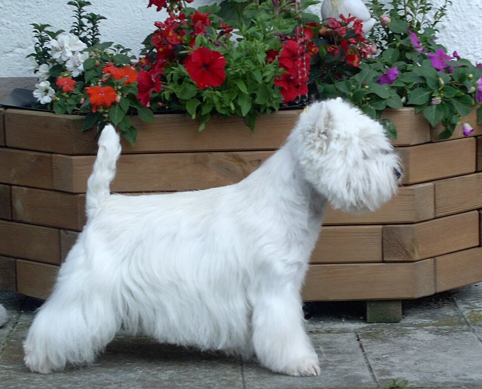 Westie — photo de la race de chien originaire de Écosse (6)