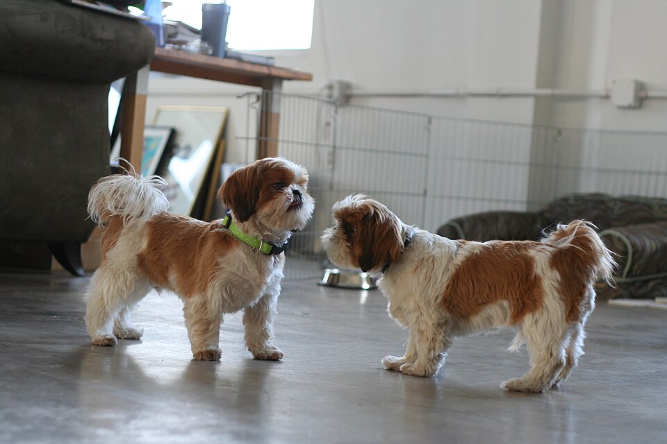 Shih Tzu — photo de la race de chien originaire de République populaire de Chine (3)