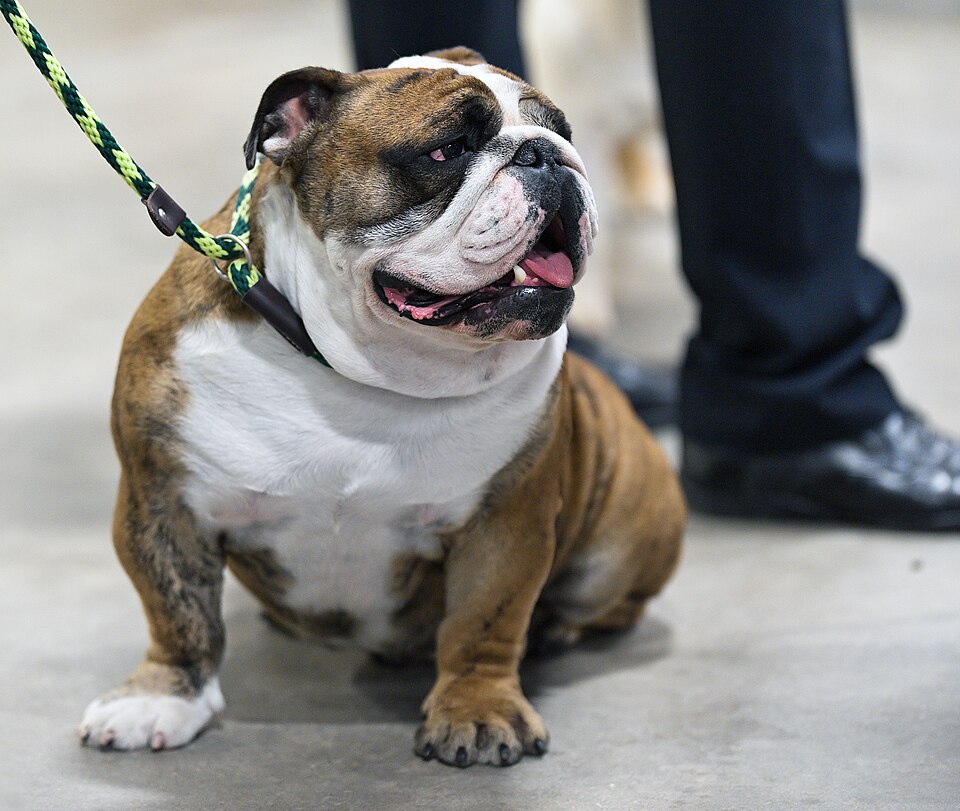 Bulldog anglais — photo de la race de chien originaire de Royaume-Uni (6)