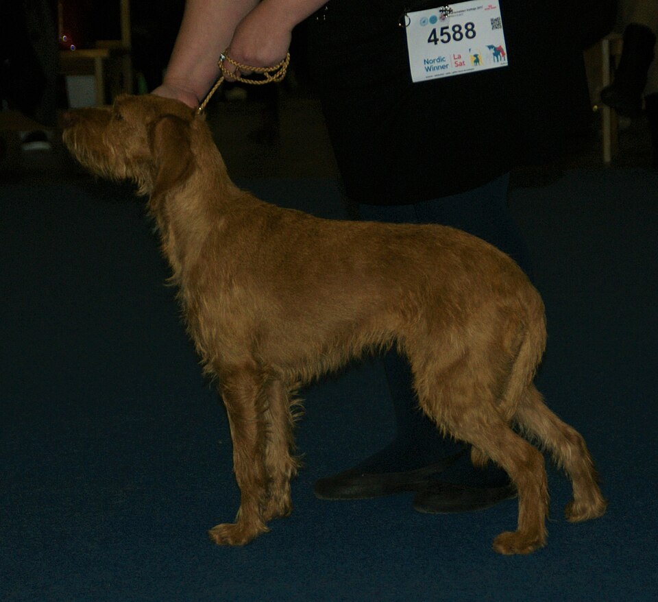 Griffon fauve de Bretagne — photo de la race de chien originaire de France (3)