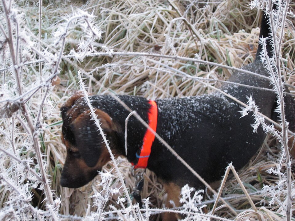 Brachet autrichien — photo de la race de chien originaire de Autriche (5)