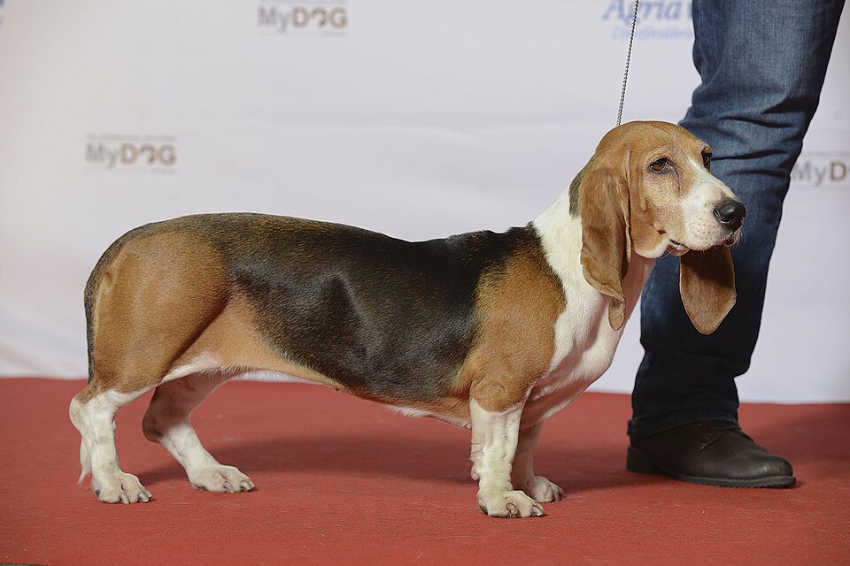 Basset artésien normand — photo de la race de chien originaire de France (5)