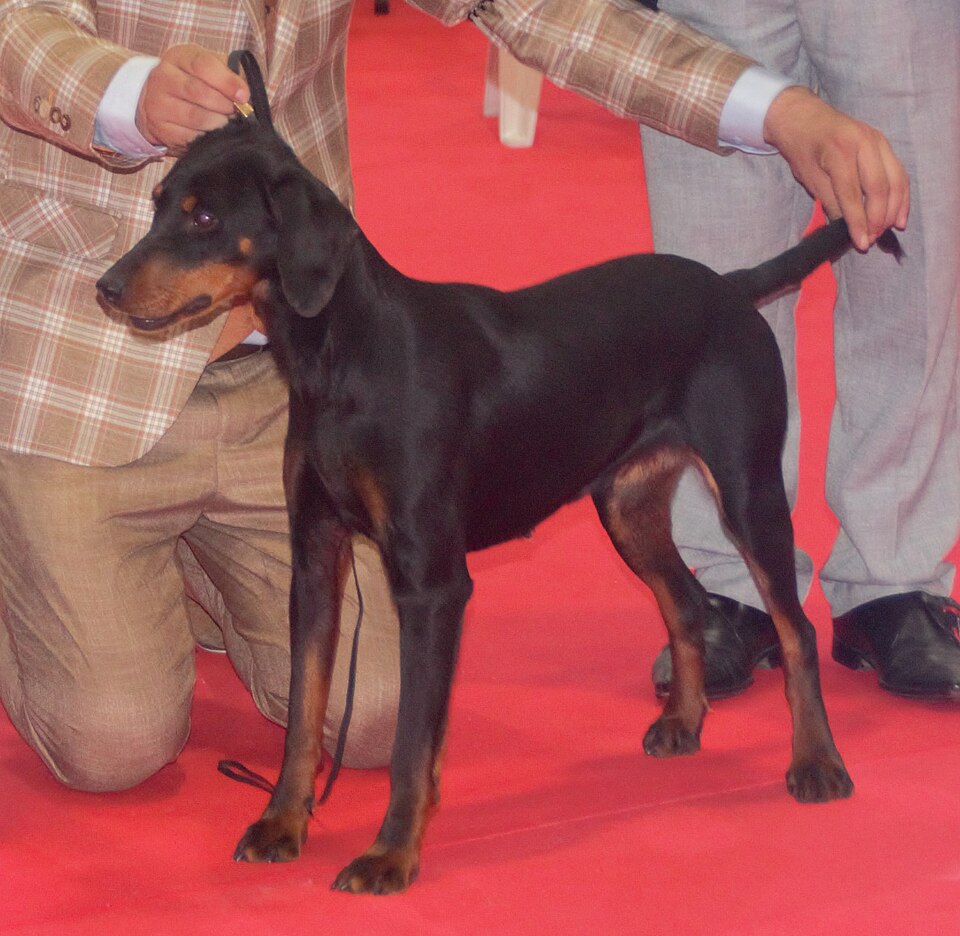 Chien courant yougoslave de montagne — photo de la race de chien originaire de Monténégro (5)