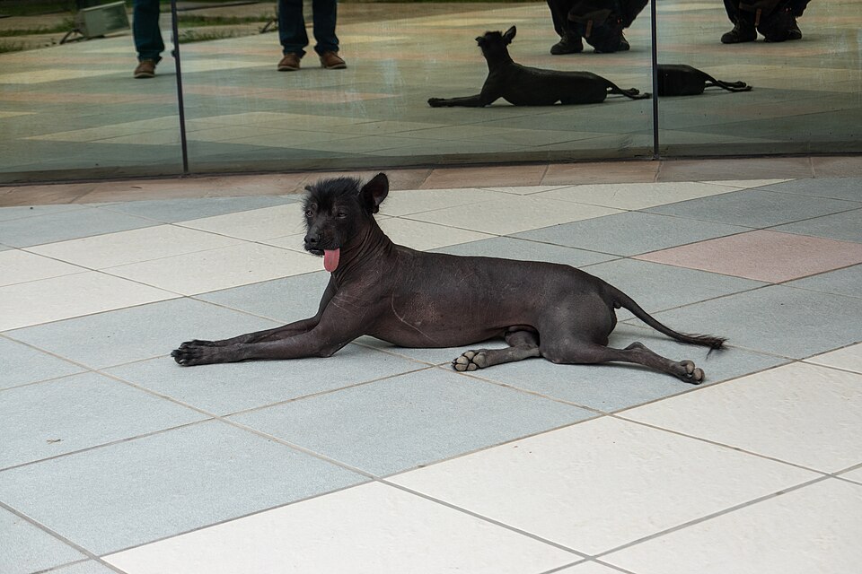 Chien nu du Pérou — photo de la race de chien originaire de Pérou (2)