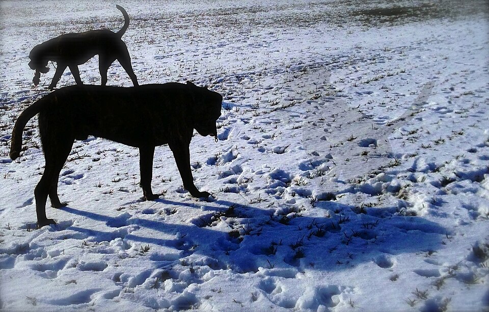 Cane corso — photo de la race de chien originaire de Italie (2)