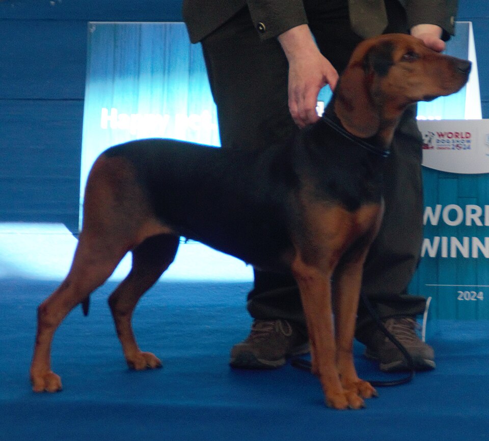 Chien courant serbe — photo de la race de chien originaire de Serbie (6)