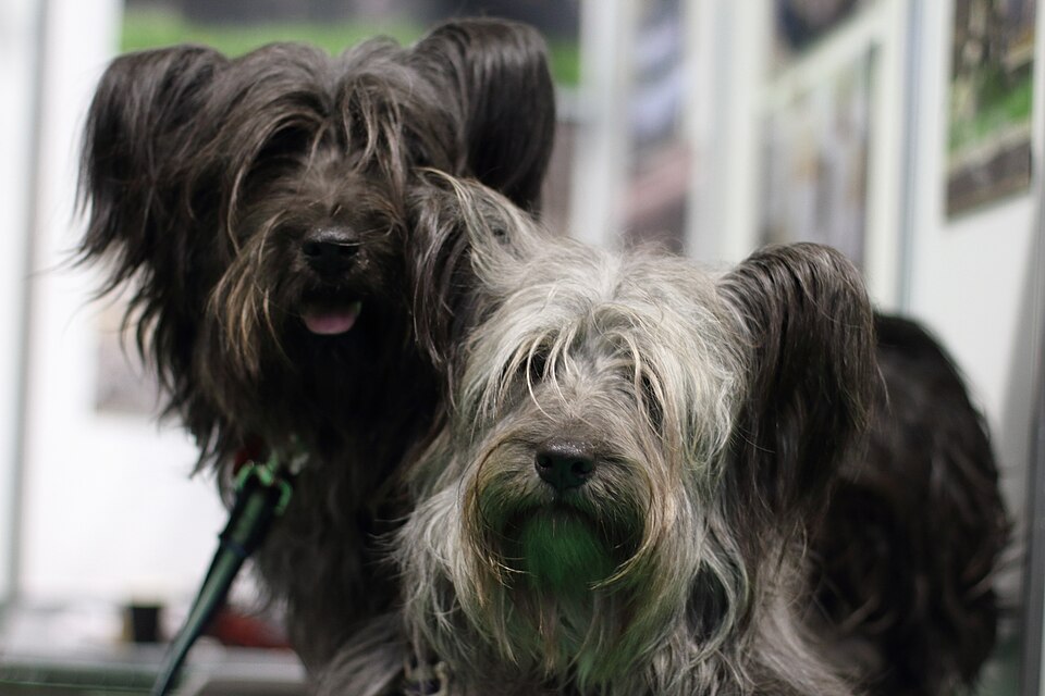 Skye Terrier — photo de la race de chien originaire de Écosse (2)