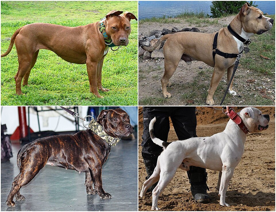 Bouledogue Américain — photo de la race de chien originaire de États-Unis (2)