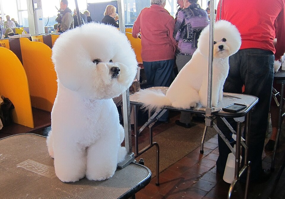 Bichon à poil frisé — photo de la race de chien originaire de Italie Italie (3)