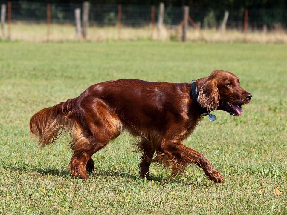 Setter irlandais — photo de la race de chien originaire de Irlande (4)