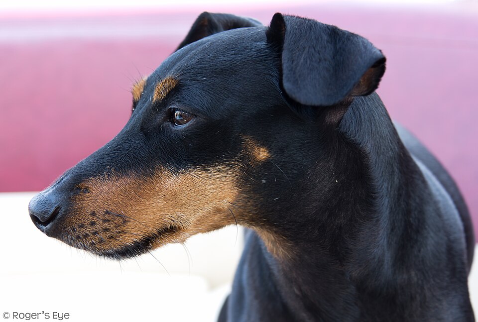 Manchester terrier — photo de la race de chien originaire de Angleterre (2)